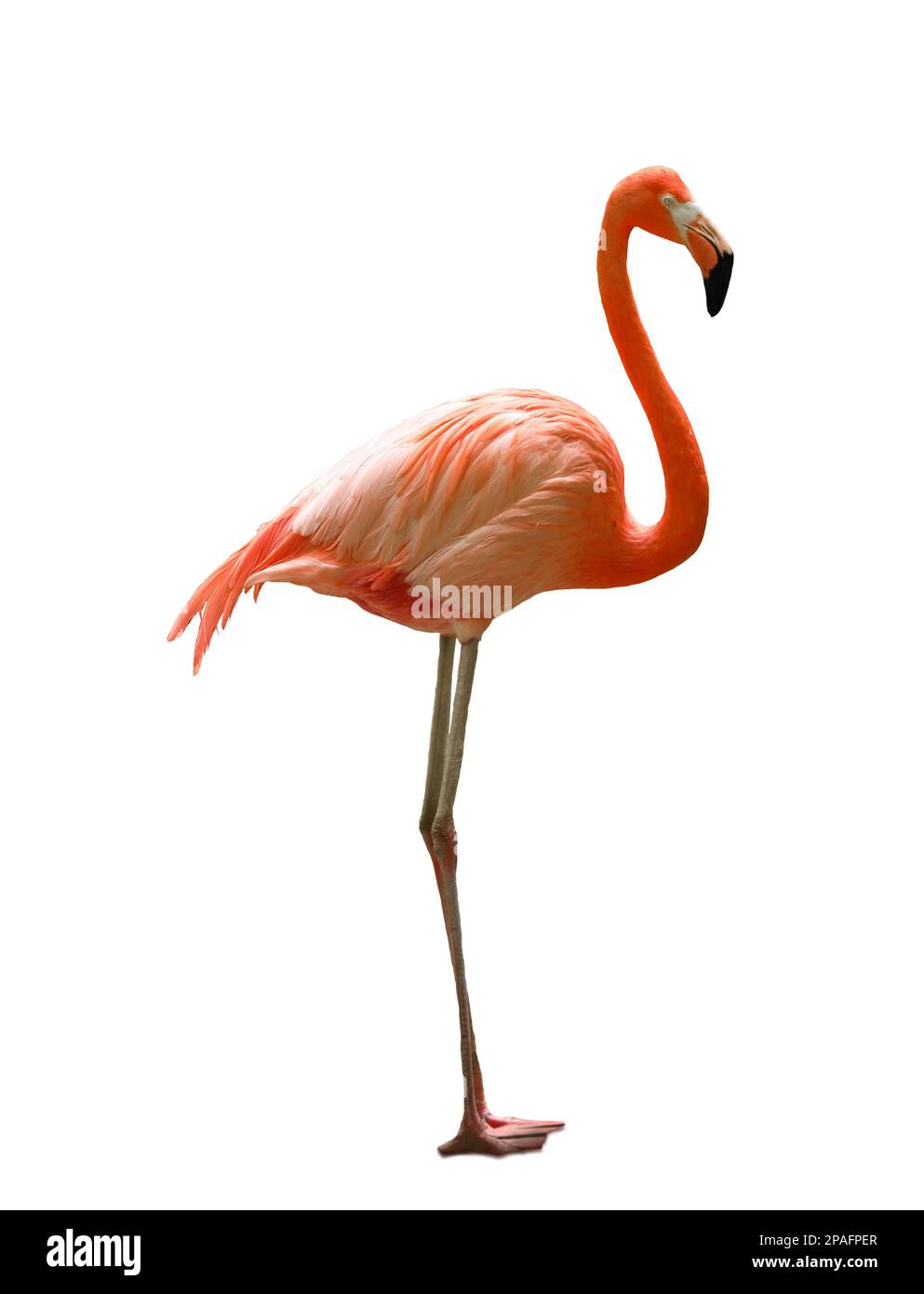 Beautiful flamingo on white background. Wading bird Stock Photo