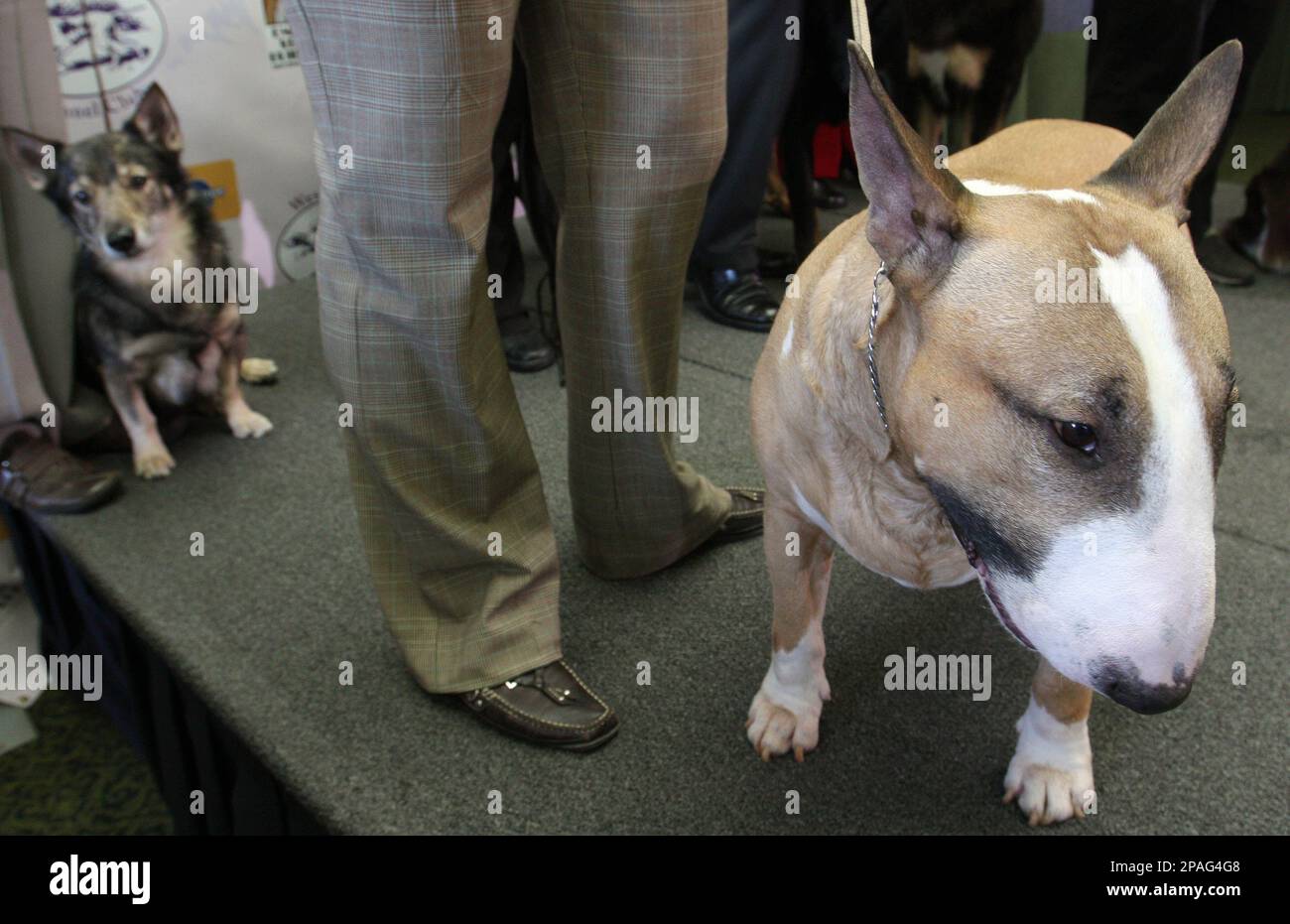 Moose the bull terrier hotsell