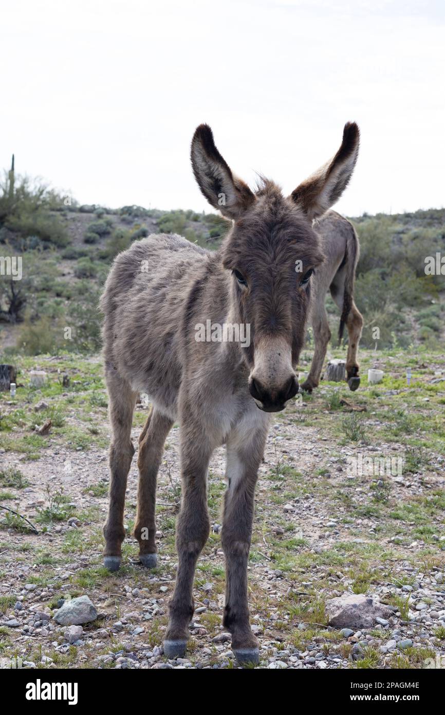 Wild donkeys near Lake Pleasant in Peoria, Arizona Stock Photo Alamy