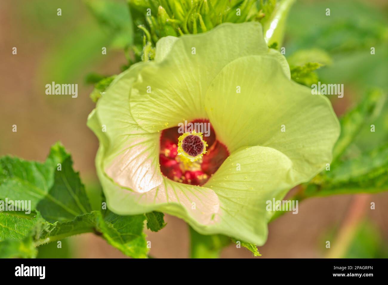 close up of growing Okra or okro Abelmoschus esculentus,also  known as lady finger . Stock Photo