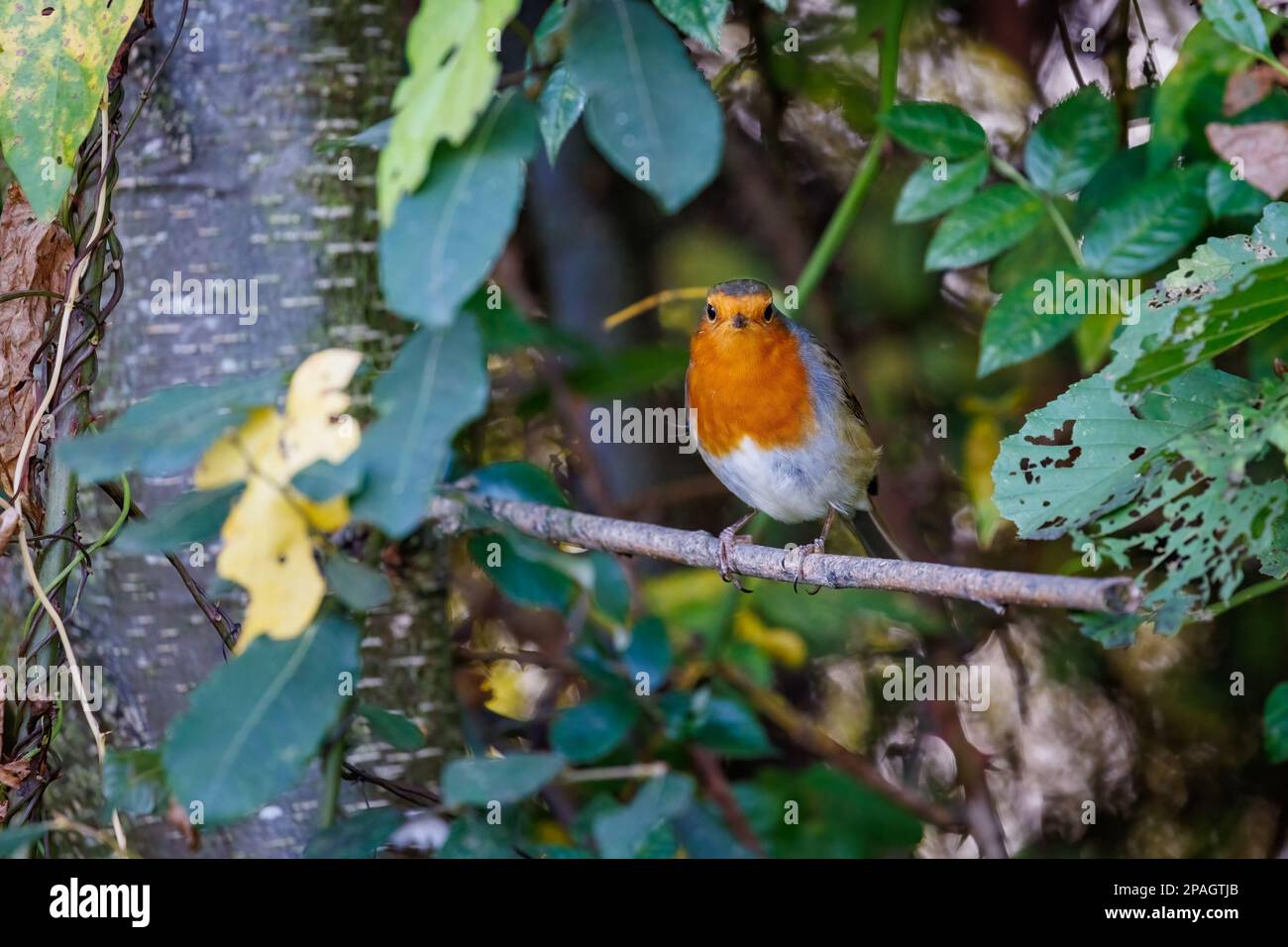 Shrub robin hi-res stock photography and images - Alamy