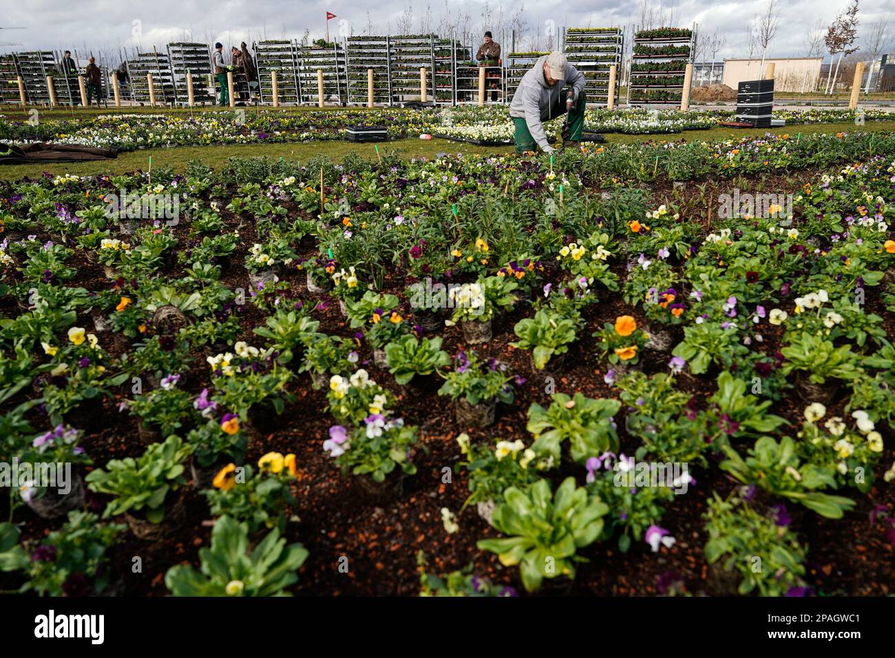 Mannheim, Germany. 09th Mar, 2023. A gardener plants flowers on the