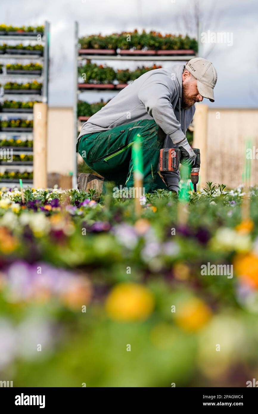 Mannheim, Germany. 09th Mar, 2023. A gardener plants flowers on the