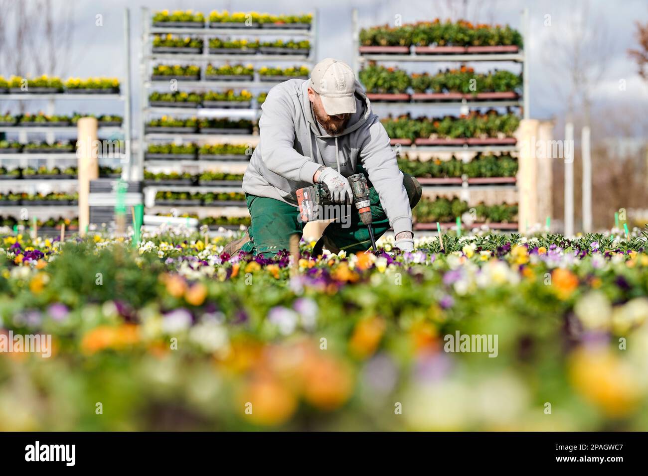 Mannheim, Germany. 09th Mar, 2023. A gardener plants flowers on the