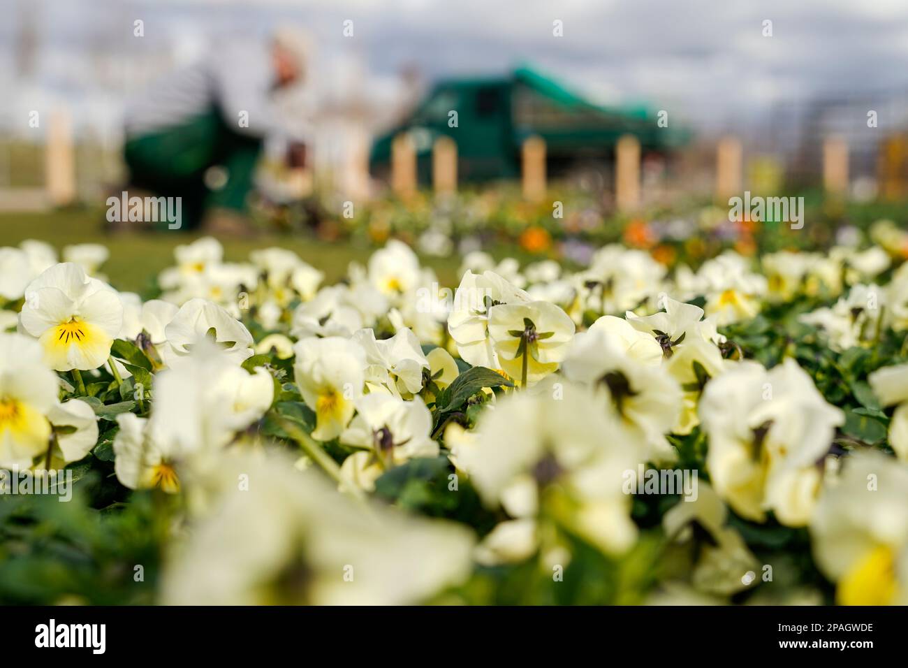 Mannheim, Germany. 09th Mar, 2023. A gardener plants flowers on the