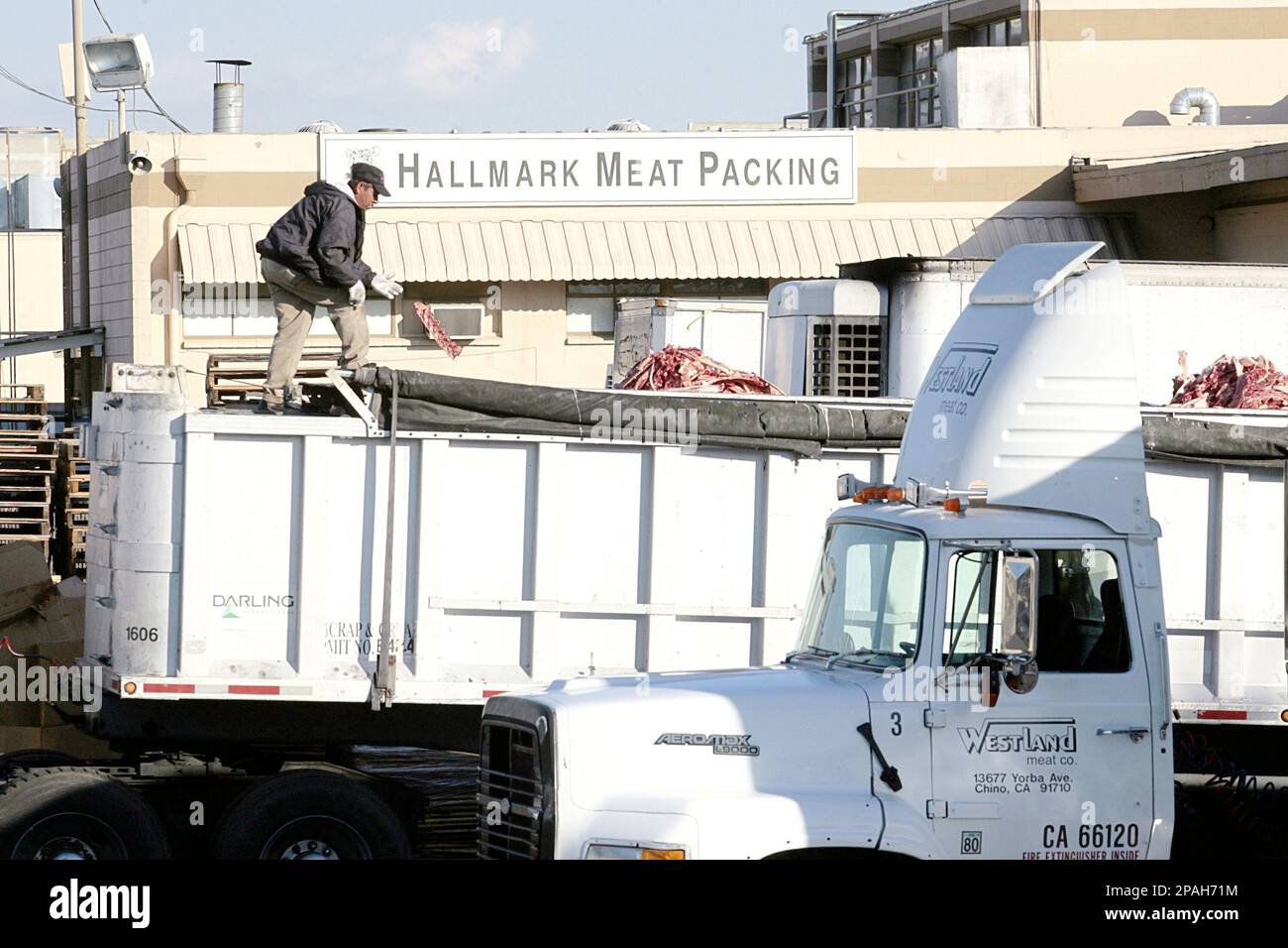 A worker throws a piece of meat among the cattle carcases scraps