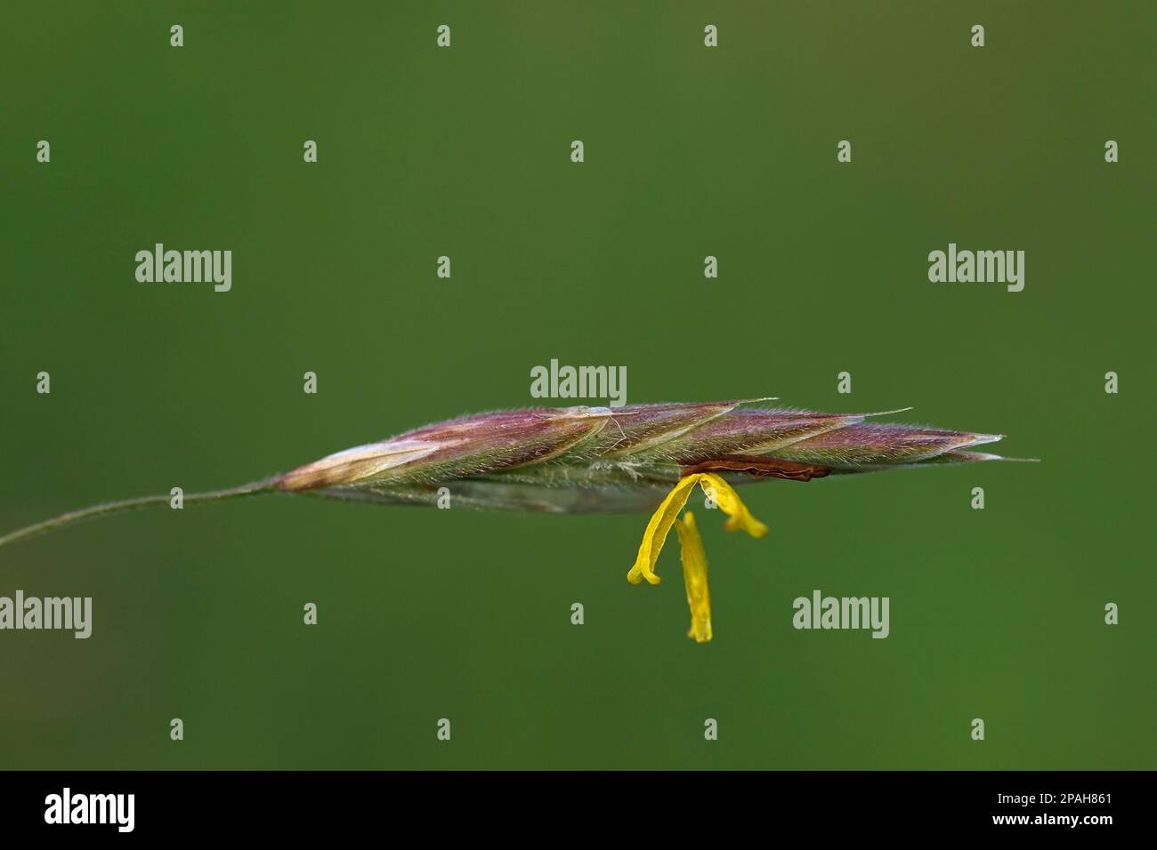 Smooth Brome grass in flower with green background, Alberta, Canada. Bromus inermis Stock Photo