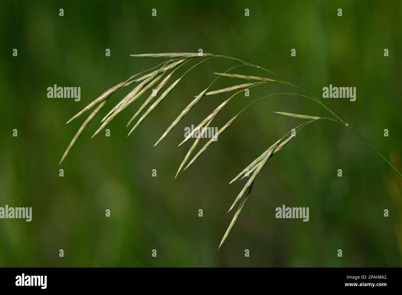 Smooth Brome grass with green background, Alberta, Canada. Bromus inermis Stock Photo
