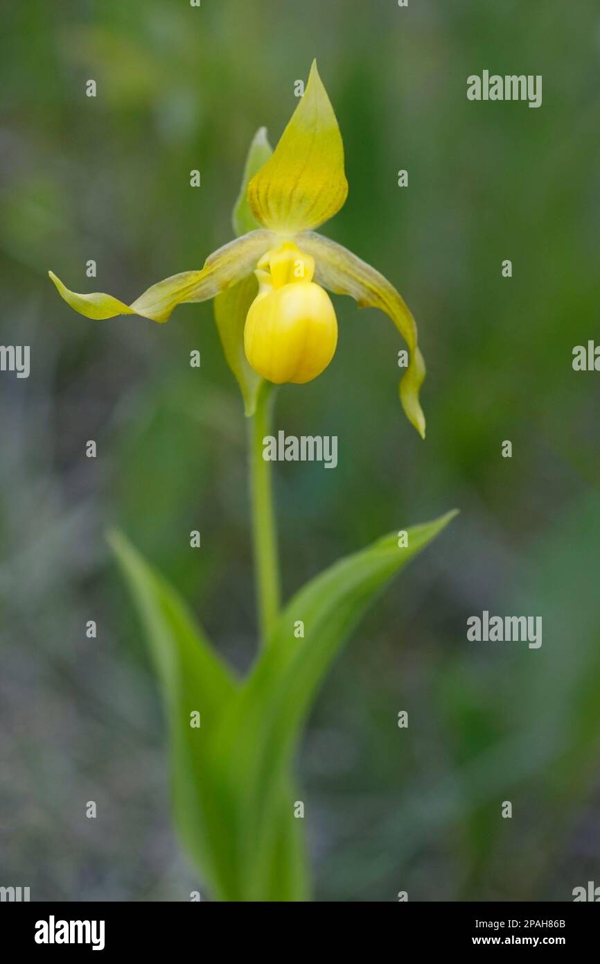 Yellow Lady's Slipper orchid in forest understory at Weaselhead Flats natural area, Alberta, Canada (Cypripedium parviflorum) Stock Photo