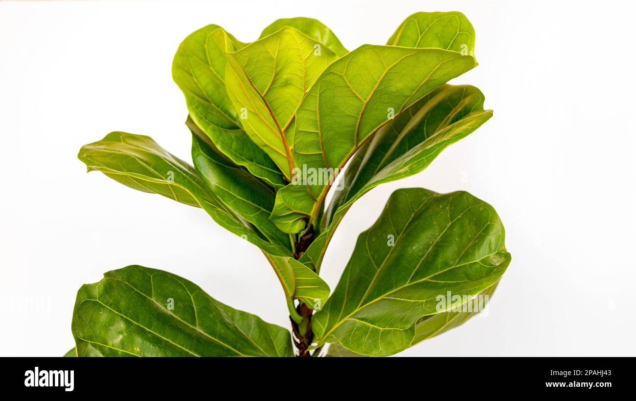 Fiddle leaf fig tree on white isolated background Stock Photo Alamy