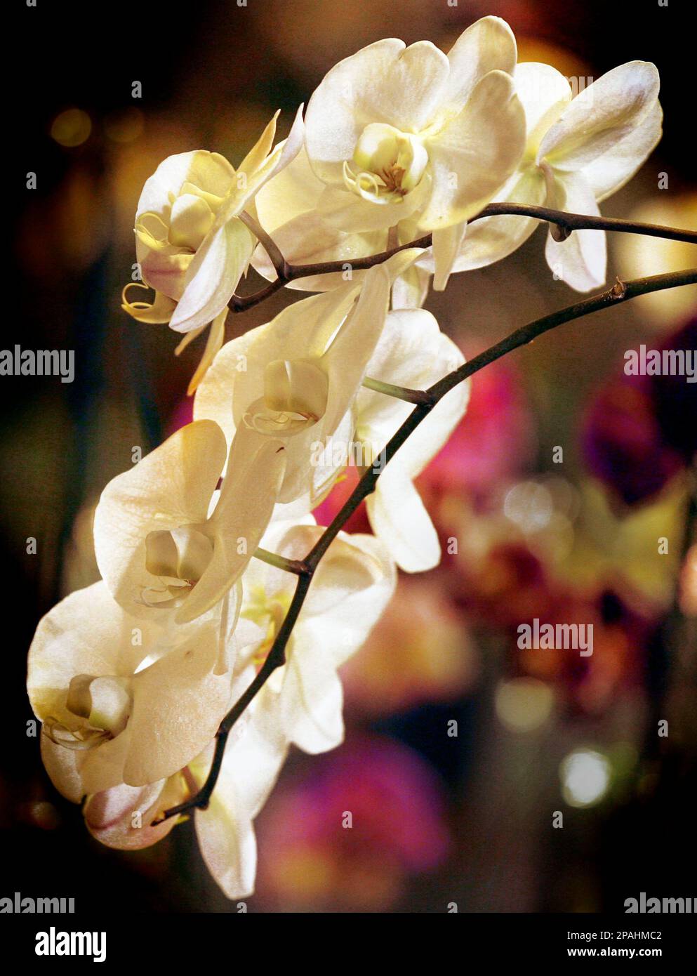 An orchid from Bird's Botanicals is shown Wednesday, Jan. 9, 2008, in