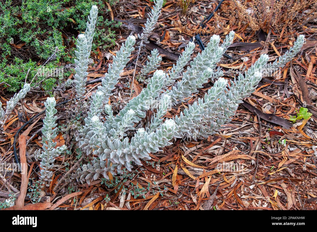 Mourquong Australia, the soft silvery foliage of dense-felted eremophila or matted emubush Stock Photo