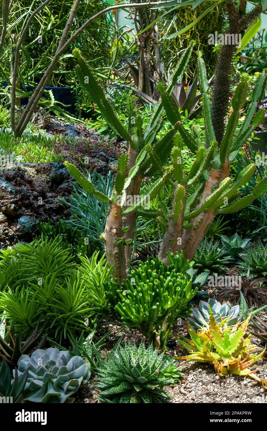 Sydney Australia, succulent garden with an euphorbia memoralis surrounded by small echeveria and aloe plants Stock Photo