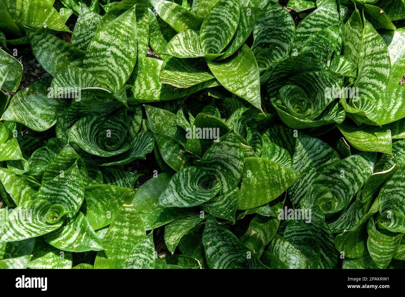 Sydney Australia, cluster of birds nest snake plants Stock Photo Alamy
