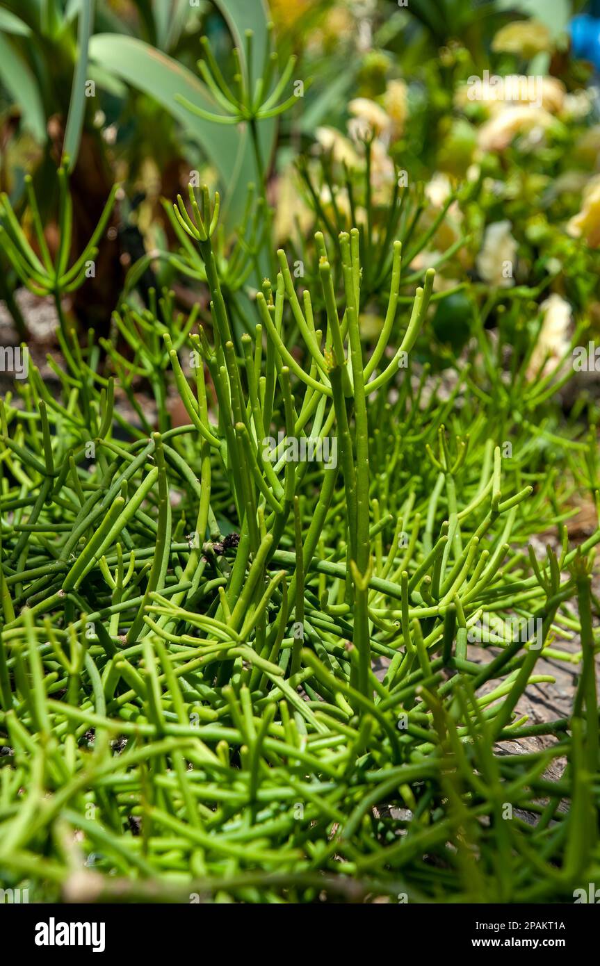 Sydney Australia, rhipsalis baccifera or mistletoe cactus in garden Stock Photo