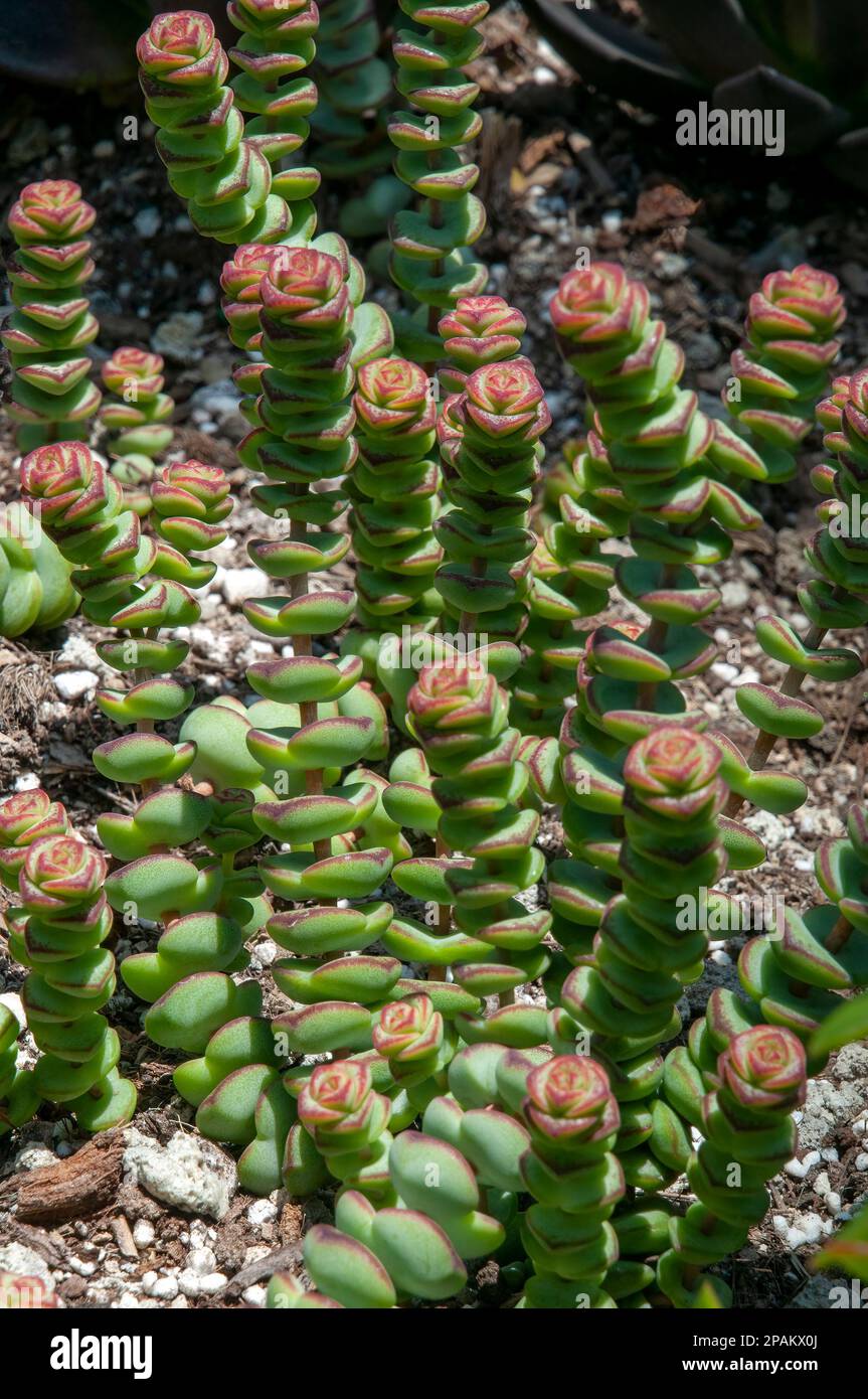 Crassula 'Baby's Necklace Variegata' Plant Care: Water, Light, Nutrients |  Greg App 🌱