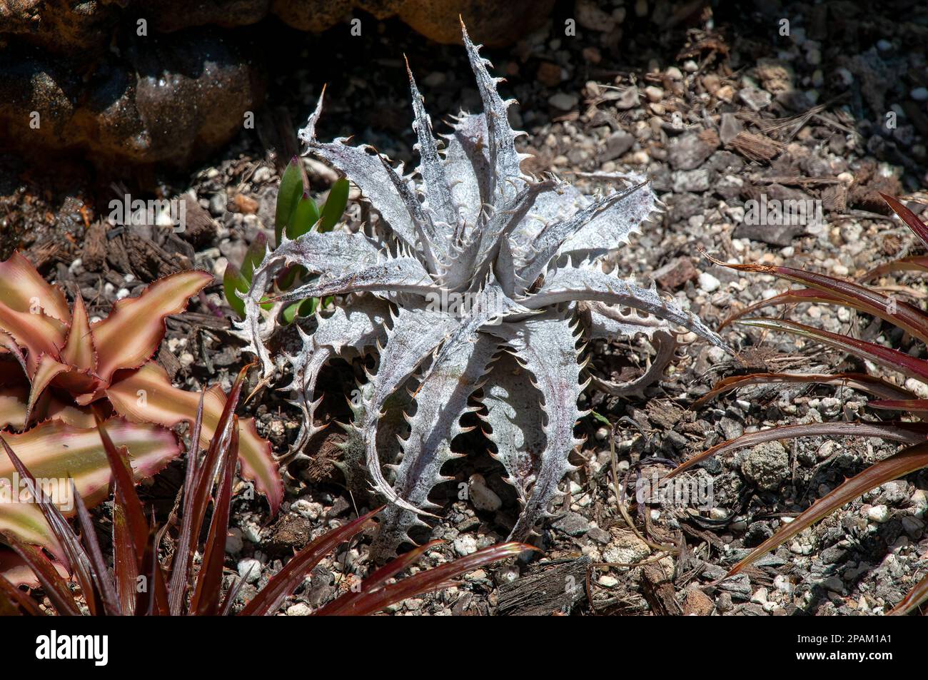 Sydney Australia, close-up of a silver dyckia have stiff and thorny leaves Stock Photo