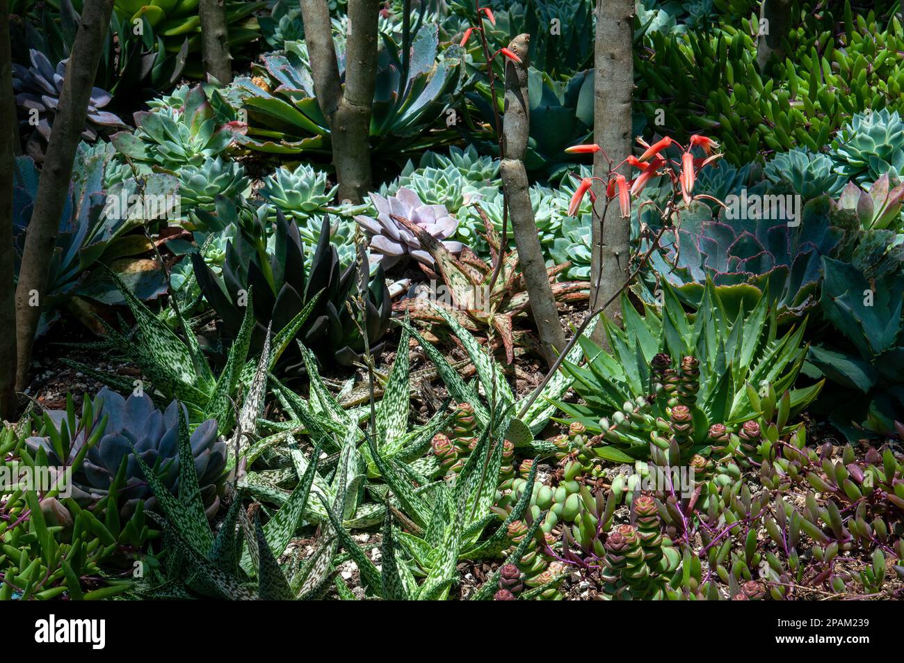 Sydney Australia, view across succulent garden with a variety of small