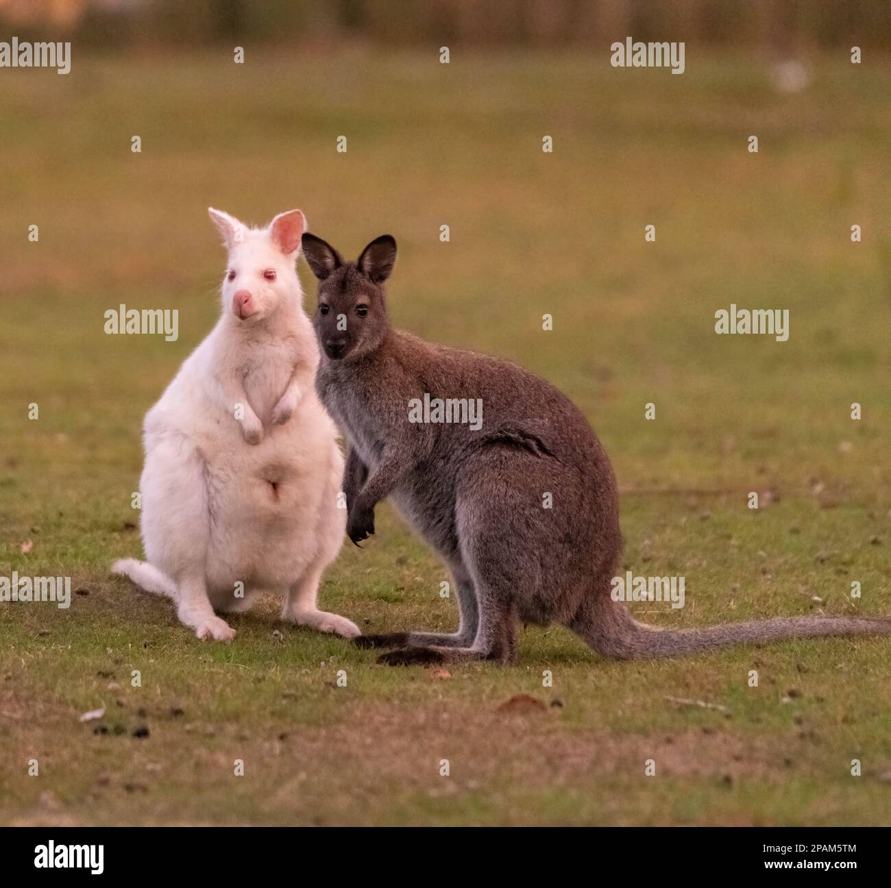 Bruny Island Tasmania as a mixture of Wallabies and Kangaroos including the Albino white Wallabies. Stock Photo