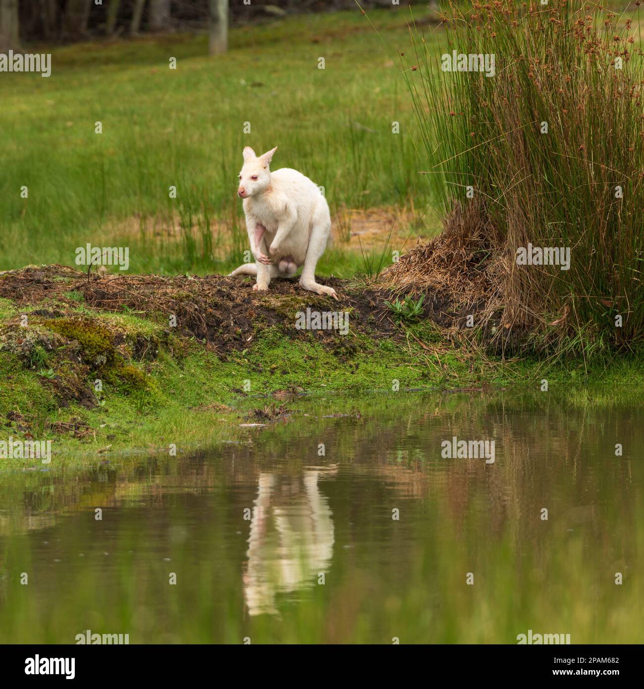 Albino white wallaby with a reflection in the water at Bruny Island, Tasmania. Stock Photo