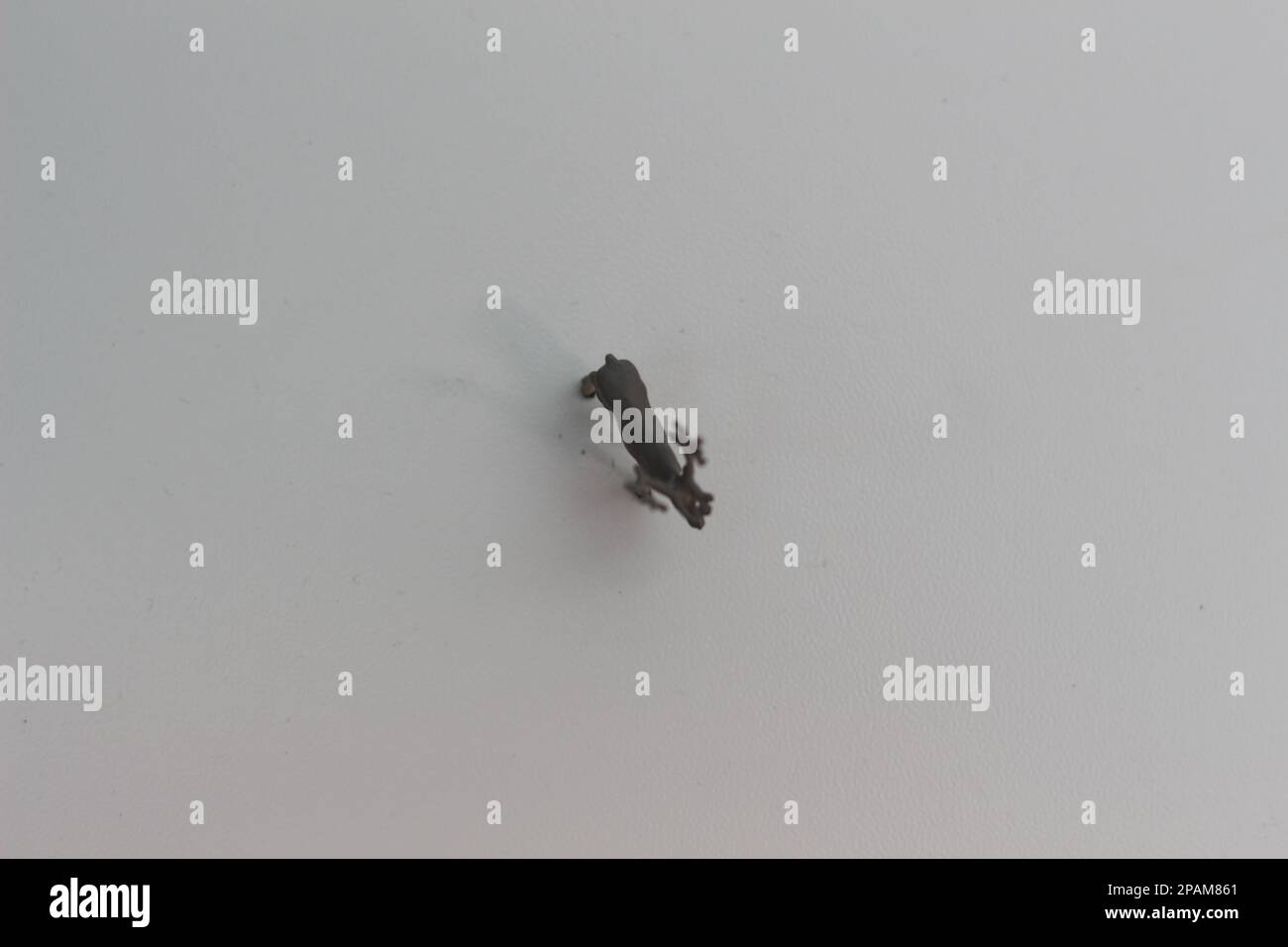 a close up of a miniature figure of a moose isolated on a white background. Miniature figure photo concept. Stock Photo