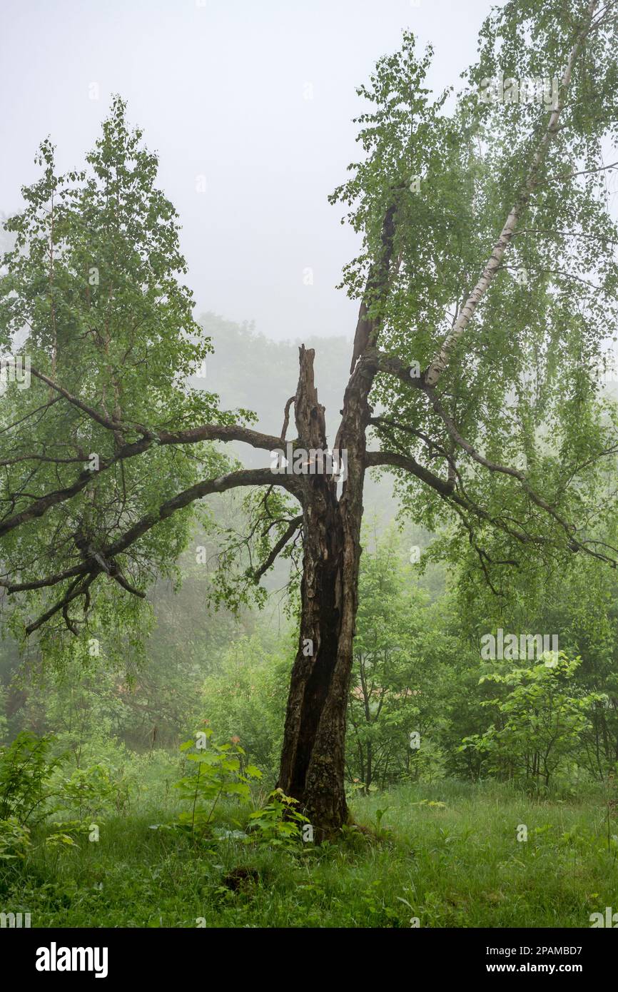 Thick ghostly white fog hi-res stock photography and images - Alamy