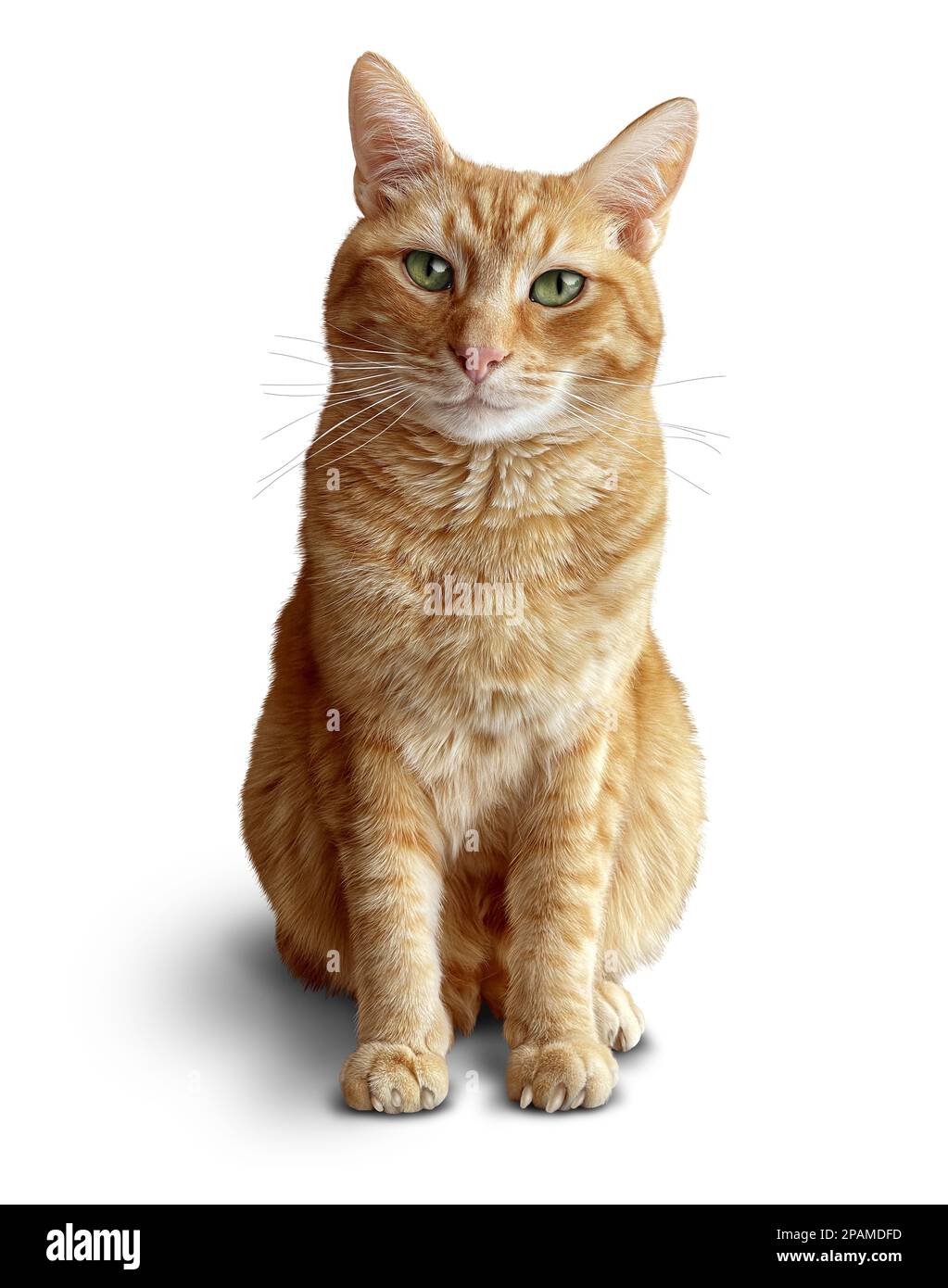 Sitting Ginger Cat On White as a cute tabby or red feline as a symbol for pet health and veterinary care. Stock Photo