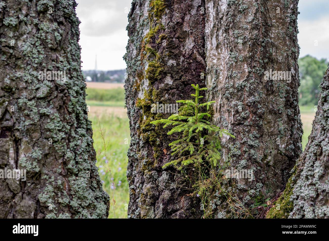A small fir tree growing on birches Stock Photo Alamy