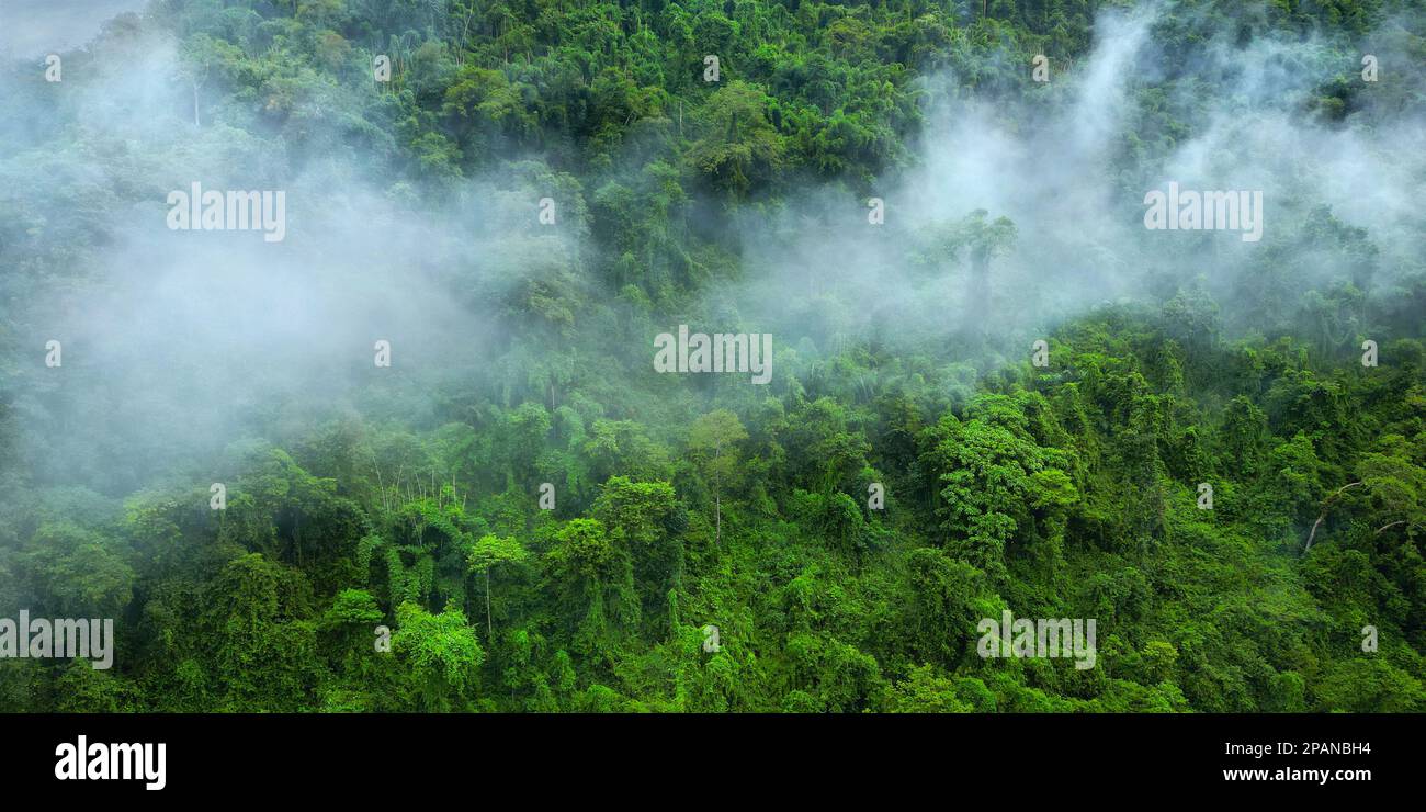 Morning mist on the canopy in the mountains of the rainforest Stock Photo