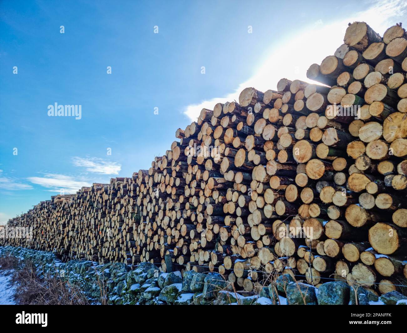 Images of piles of cut down trees, in a log pile.Pine tree logs piled