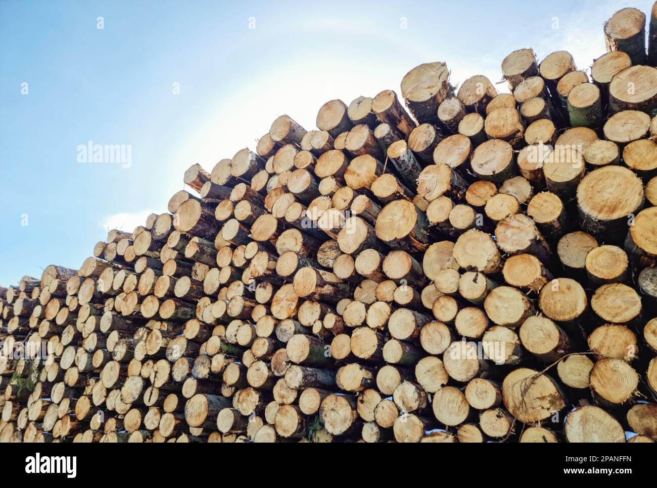 Images of piles of cut down trees, in a log pile.Pine tree logs piled