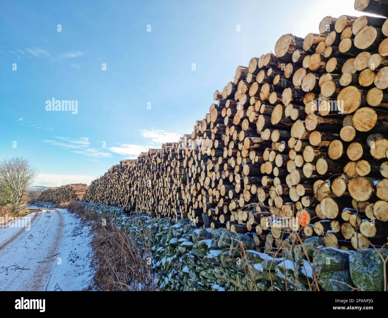 Images of piles of cut down trees, in a log pile.Pine tree logs piled