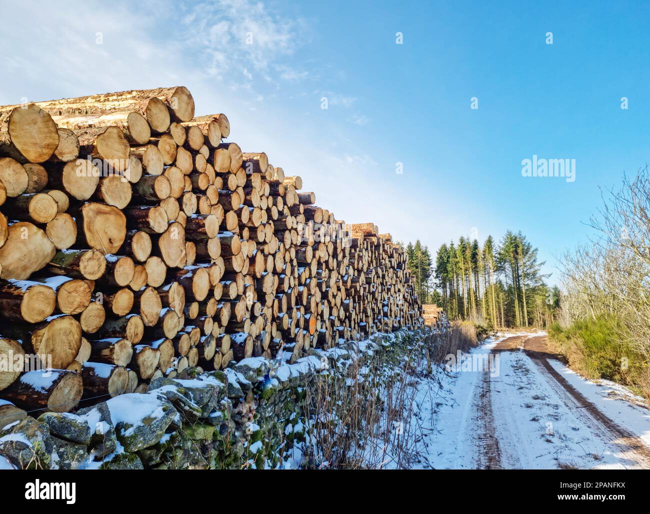 Images of piles of cut down trees, in a log pile.Pine tree logs piled