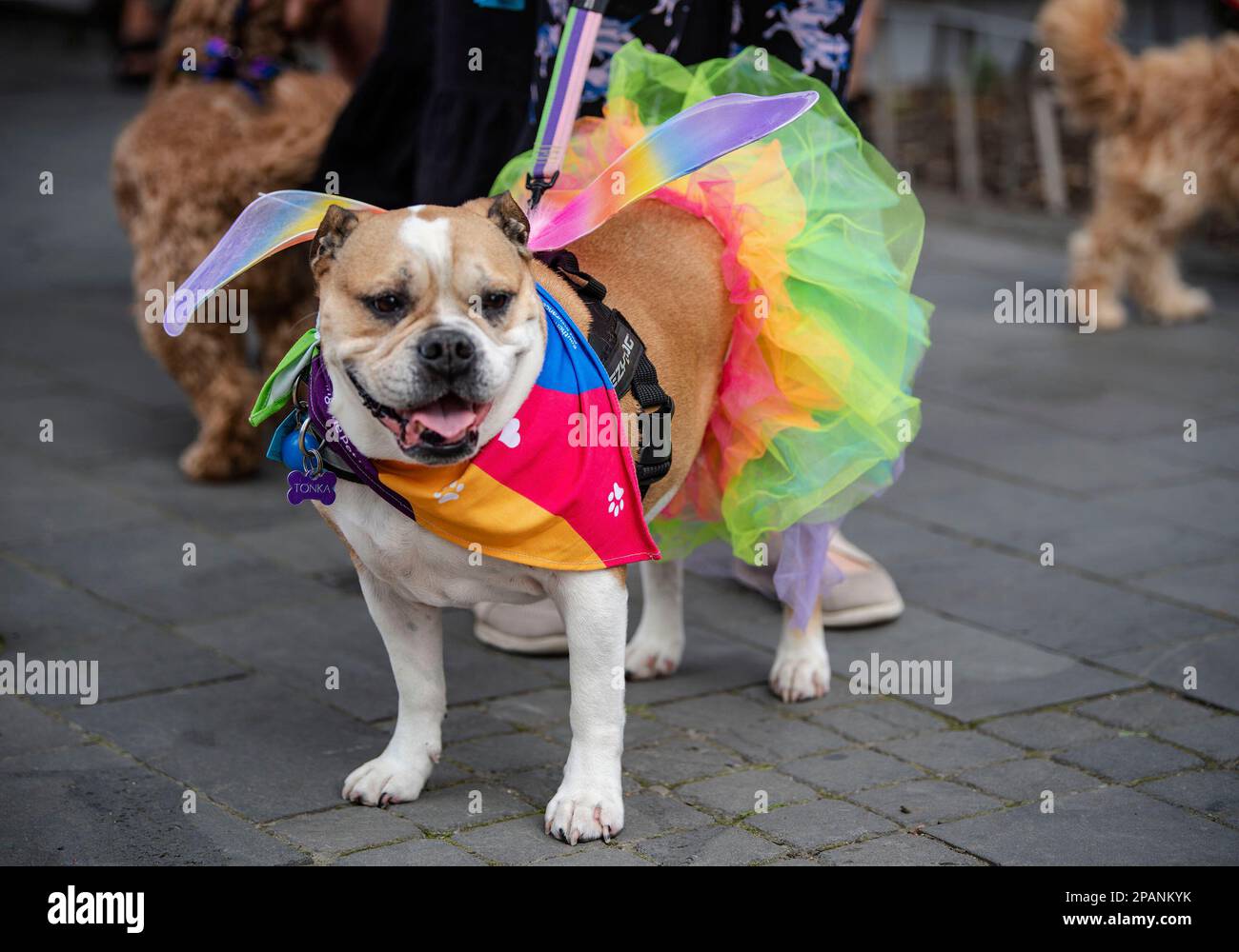 Christchurch, New Zealand. 12th Mar, 2023. Dogs dressed in colourful