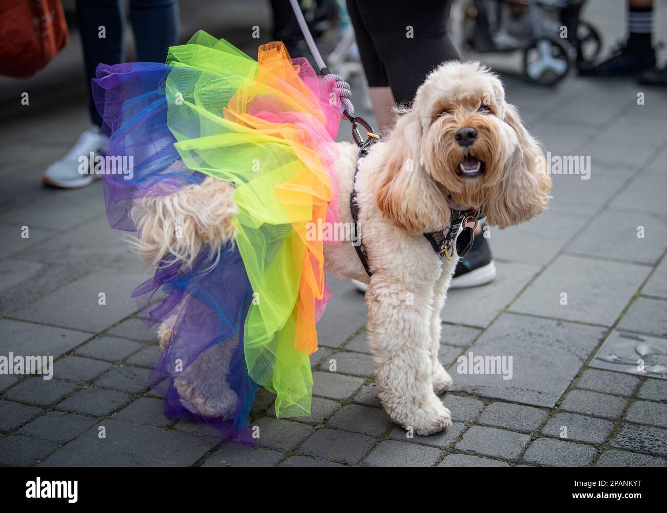 Christchurch, New Zealand. 12th Mar, 2023. Dogs dressed in colourful