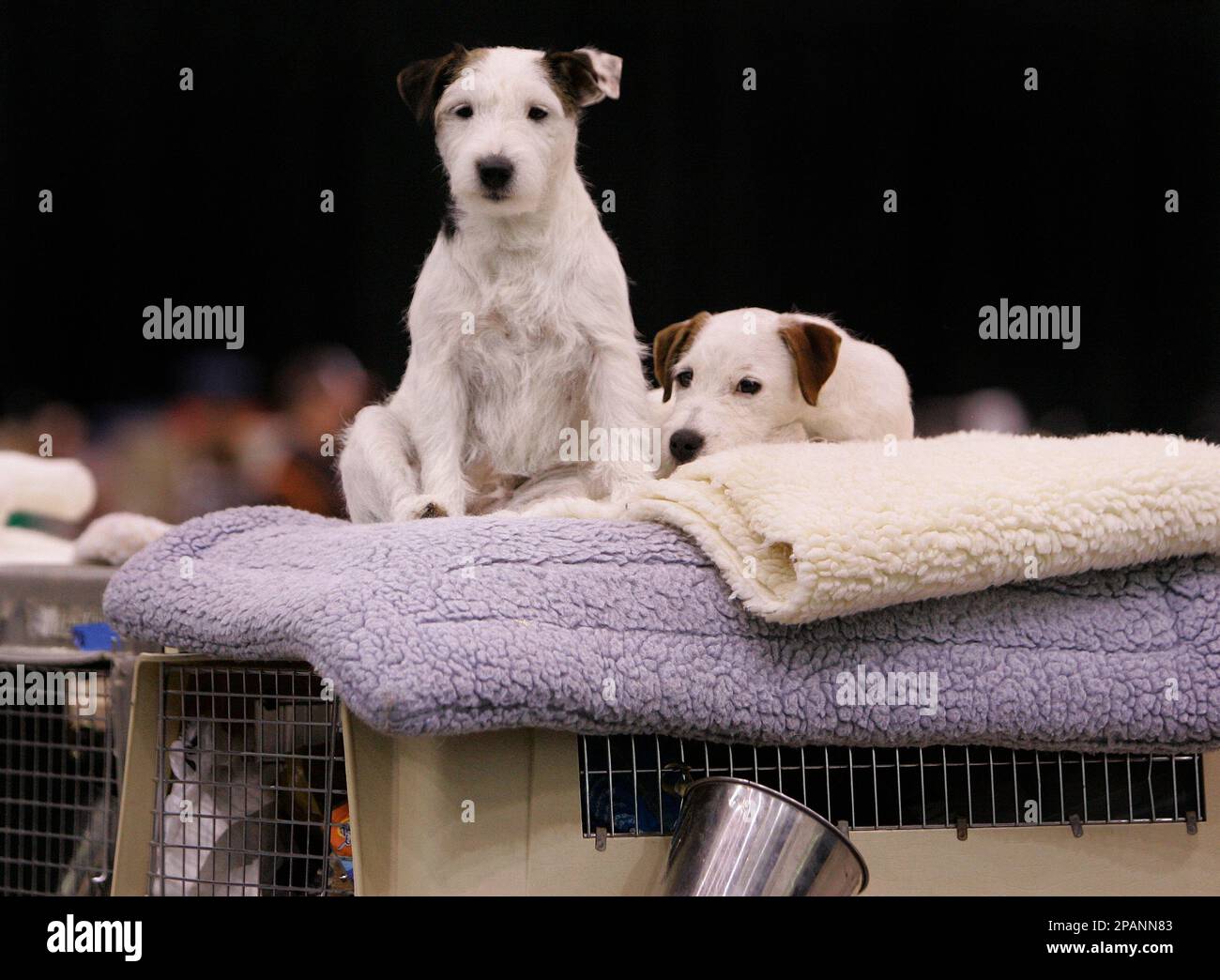Parson Russell Terriers Smudge, left, and Charles Russell, right, find