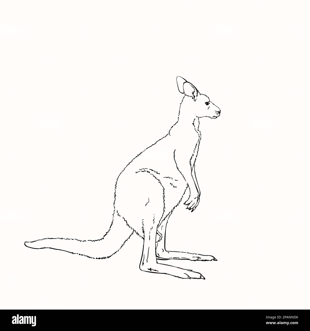 Vector sketch of kangaroo isolated on white, Hand drawn linear