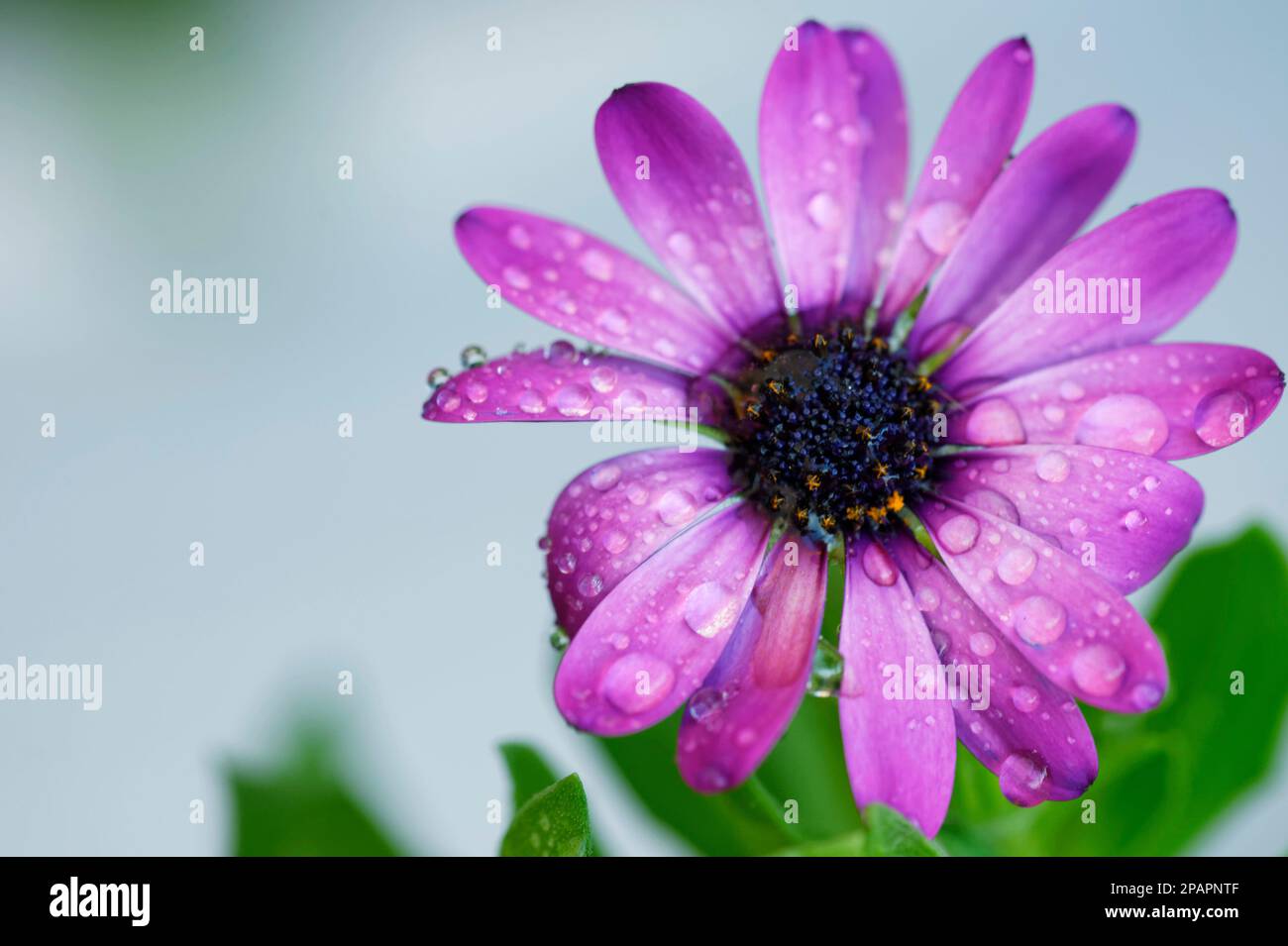 Photo of Purple Cape Marguerite Dimorphotheca ecklonis flower covered in water droplets Stock Photo