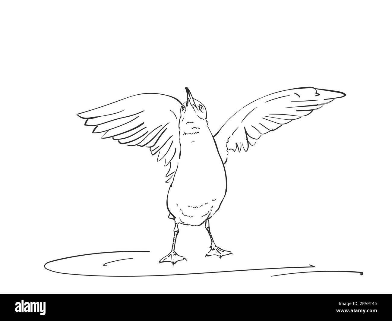 80 Angry Seagull Illustrations RoyaltyFree Vector Graphics  Clip Art   iStock