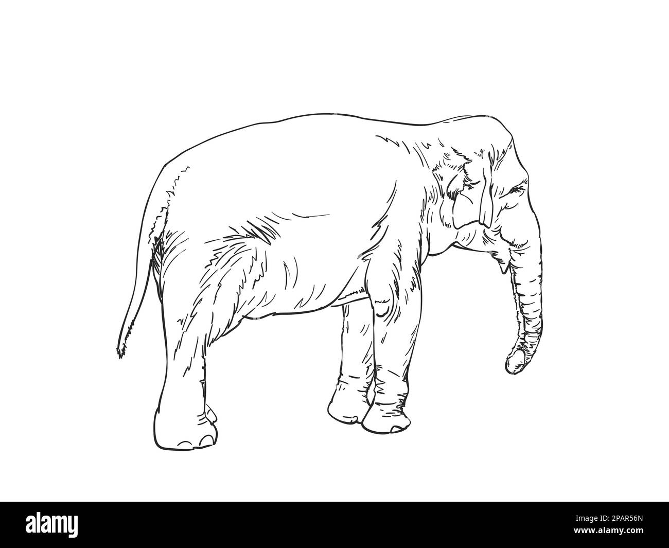 Elephant vector sketch, Hand drawn illustration isolated Stock Vector