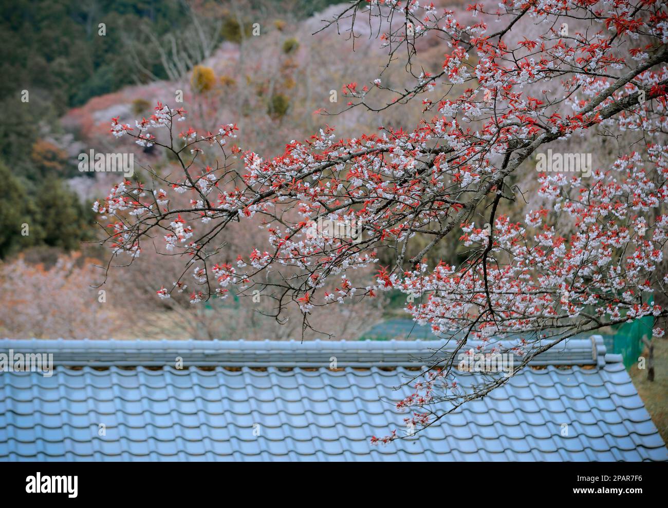 Cherry flowers (sakura) in Yoshino Park, Nara, Japan. Cherry blossoms