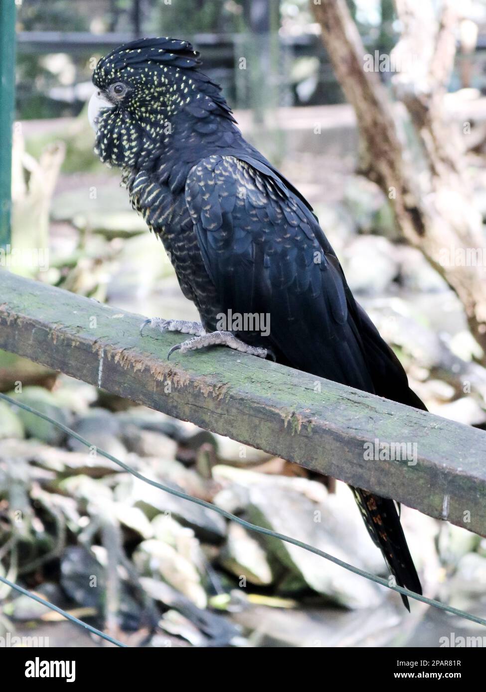 Red tailed black cockatoo flock hires stock photography and images Alamy
