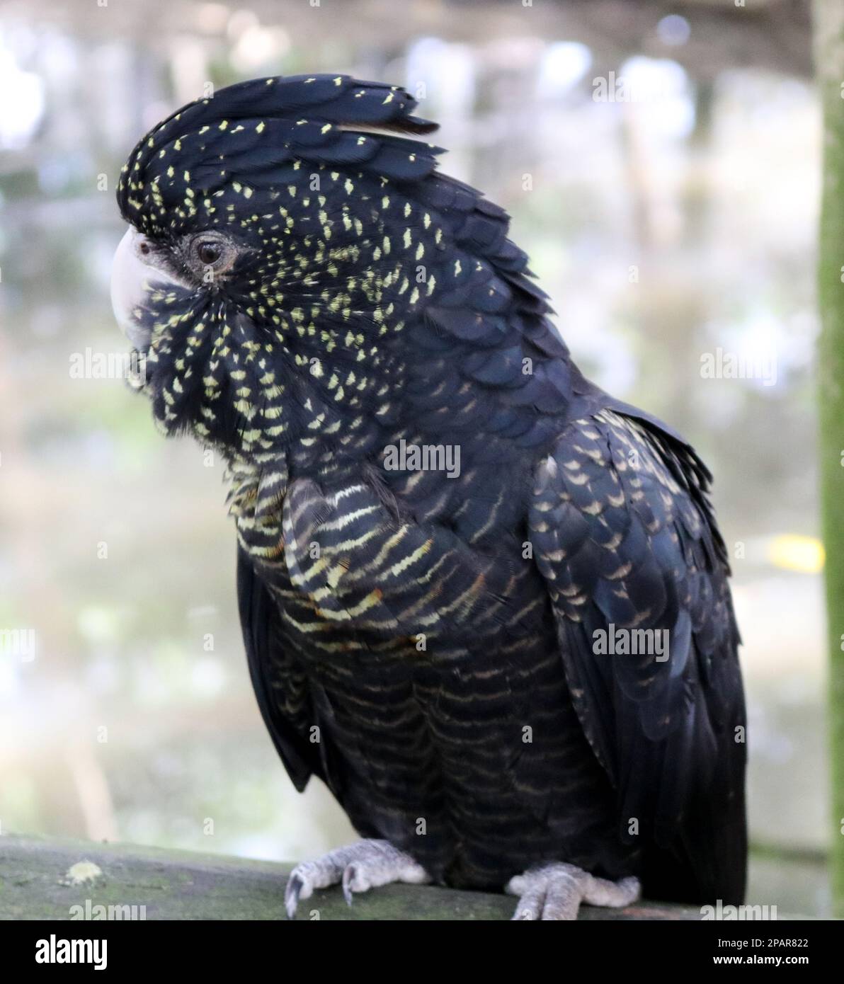 Female Redtailed black cockatoos (Calyptorhynchus banksii) have yellow