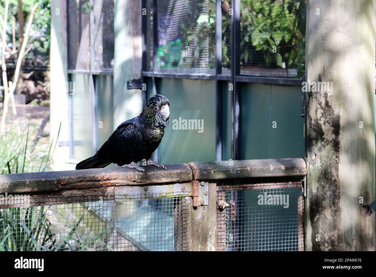 Female Redtailed black cockatoos (Calyptorhynchus banksii) have yellow