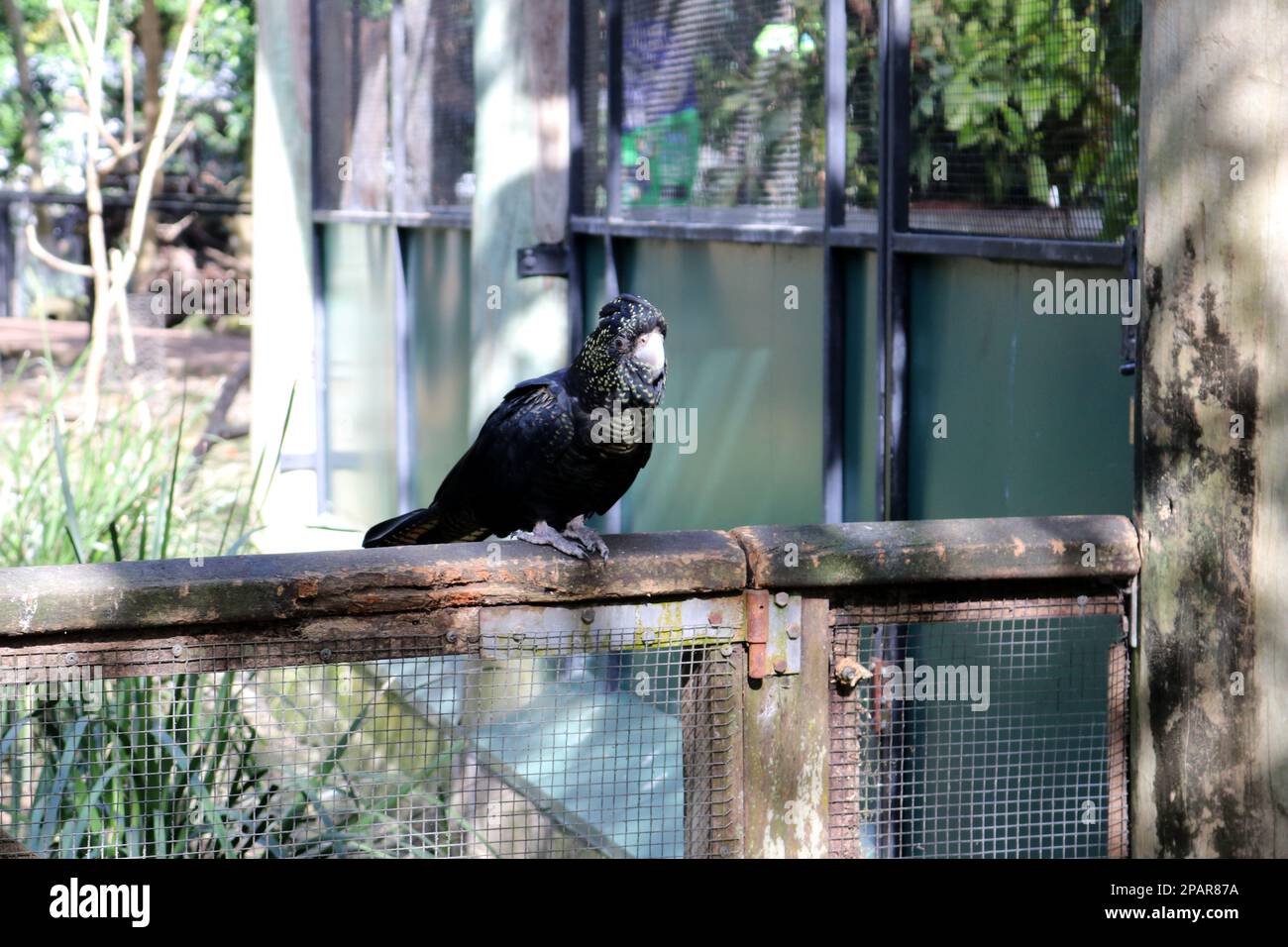 Female Redtailed black cockatoos (Calyptorhynchus banksii) have yellow