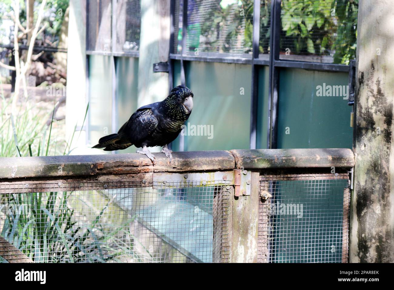 Female Redtailed black cockatoos (Calyptorhynchus banksii) have yellow