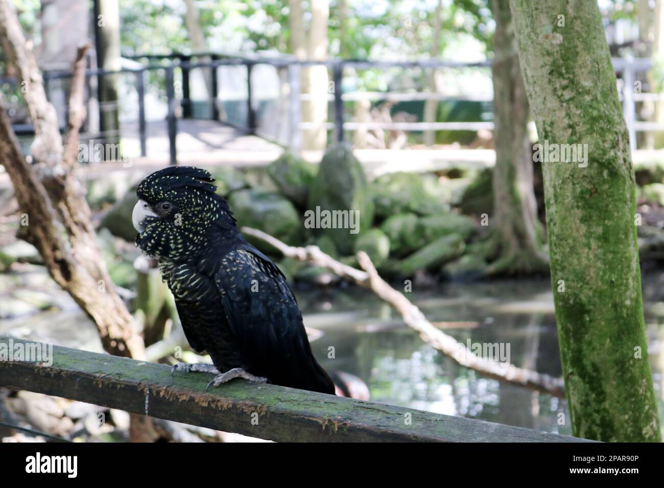 Female Redtailed black cockatoos (Calyptorhynchus banksii) have yellow