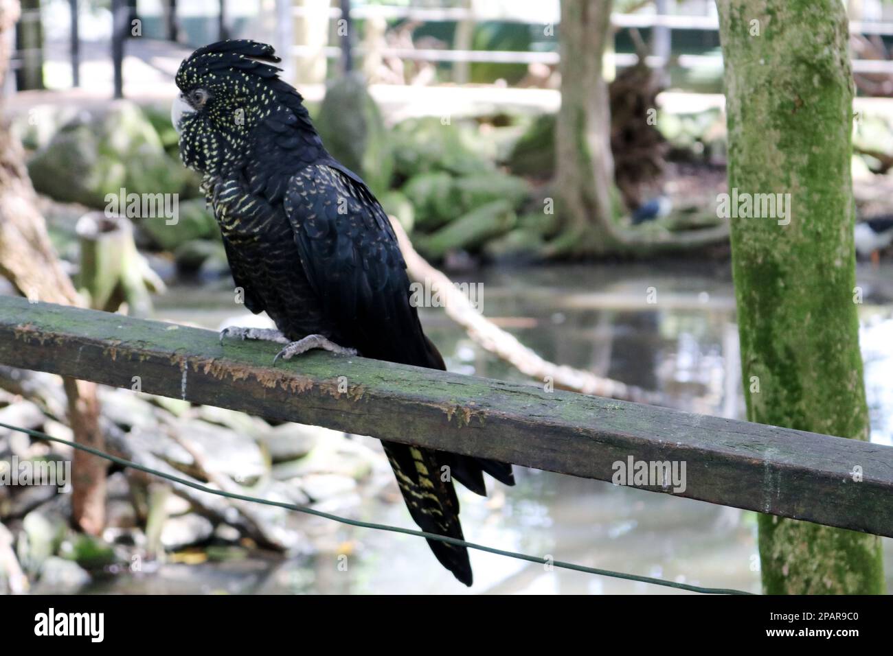 Female Red-tailed black cockatoos (Calyptorhynchus banksii) have yellow spots on face and wings : (pix Sanjiv Shukla) Stock Photo