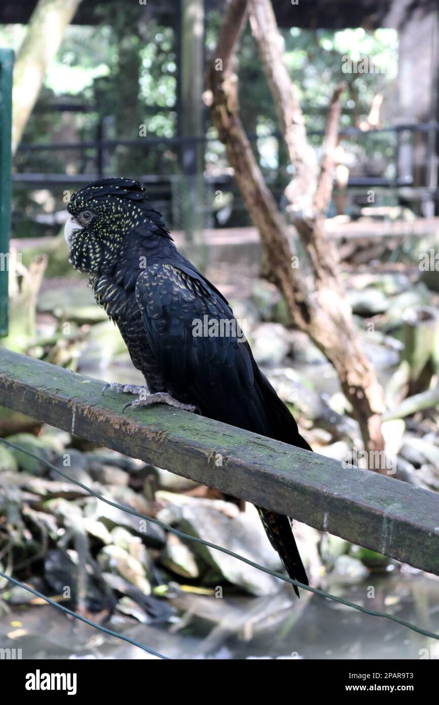 Female Redtailed black cockatoos (Calyptorhynchus banksii) have yellow