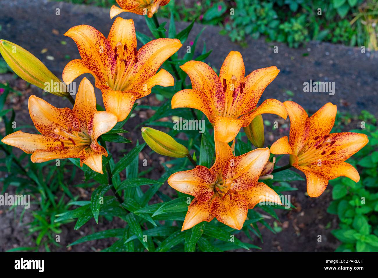 Close-up of tiger lily flowers in the garden. Top view. Stock Photo